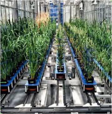 ��ͨ��ֲ��(3D)����ϵ�y(t��ng) - PhenoWare