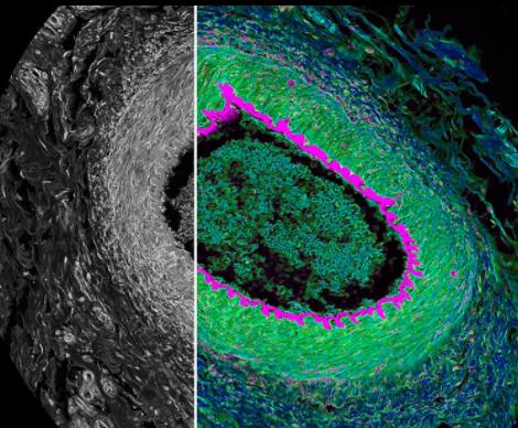 ��(gu��)�ƿ� ���۽��@΢�R STELLARIS FALCON