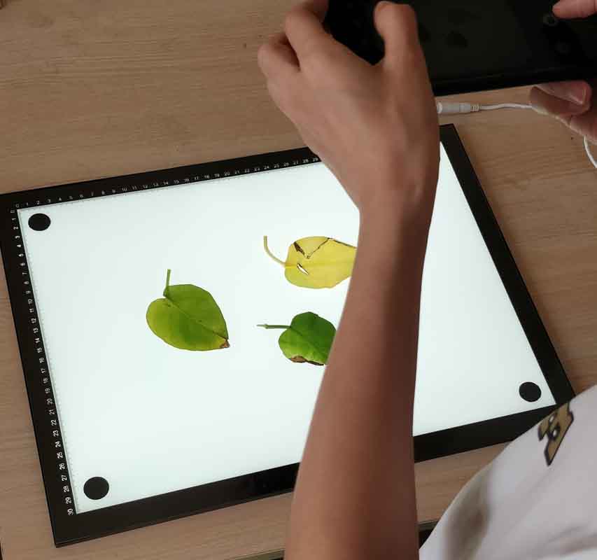 LA-S系列手機拍照款葉面積儀葉面積分析儀