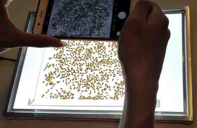 萬(wàn)深SC-H手機(jī)拍照款種子數(shù)粒儀自動(dòng)計(jì)數(shù)儀