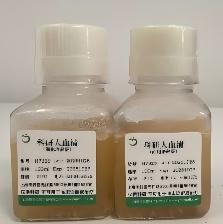 ������Ѫ�壨��(x��)�����B(y��ng)��(j��)��