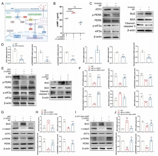 �D6C��E��G��cAMP/PKAͨ·��ATF3���_��Ӱ푣�WB�Y����